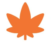 Orange maple leaf silhouette on white background.